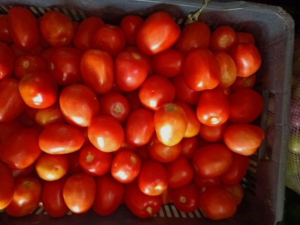 Jitomate saladet en caja