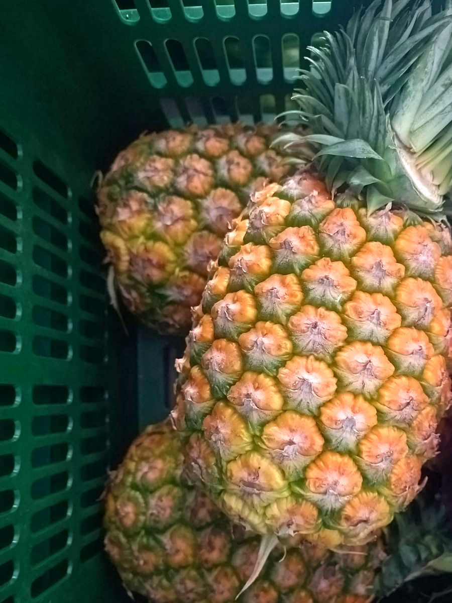 Piñas en caja